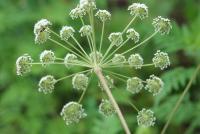 Angelica villosa image