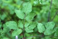 Angelica villosa image