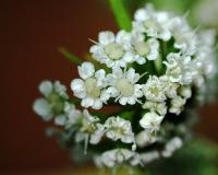 Angelica villosa image