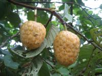 Annona senegalensis image