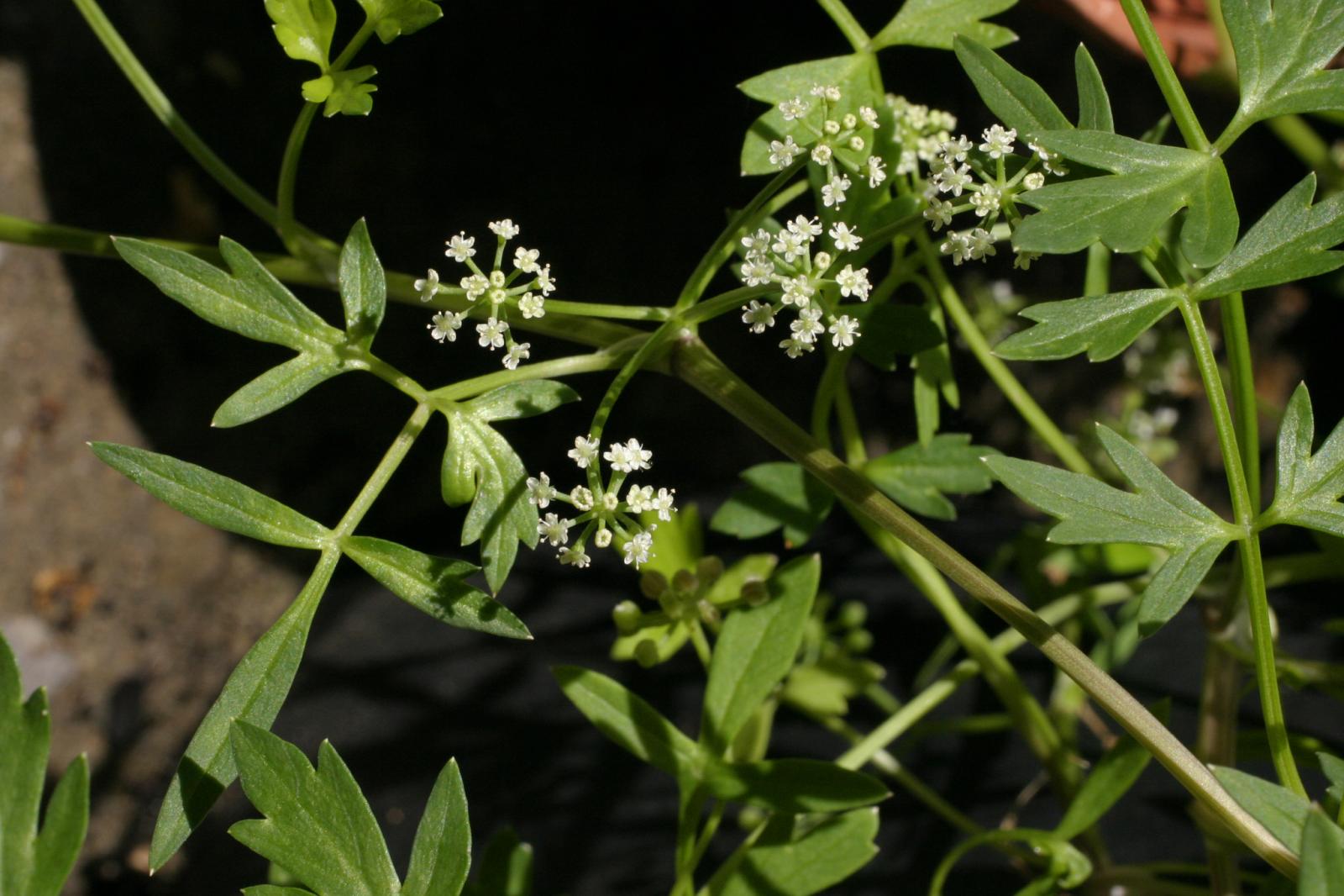 Apium prostratum image
