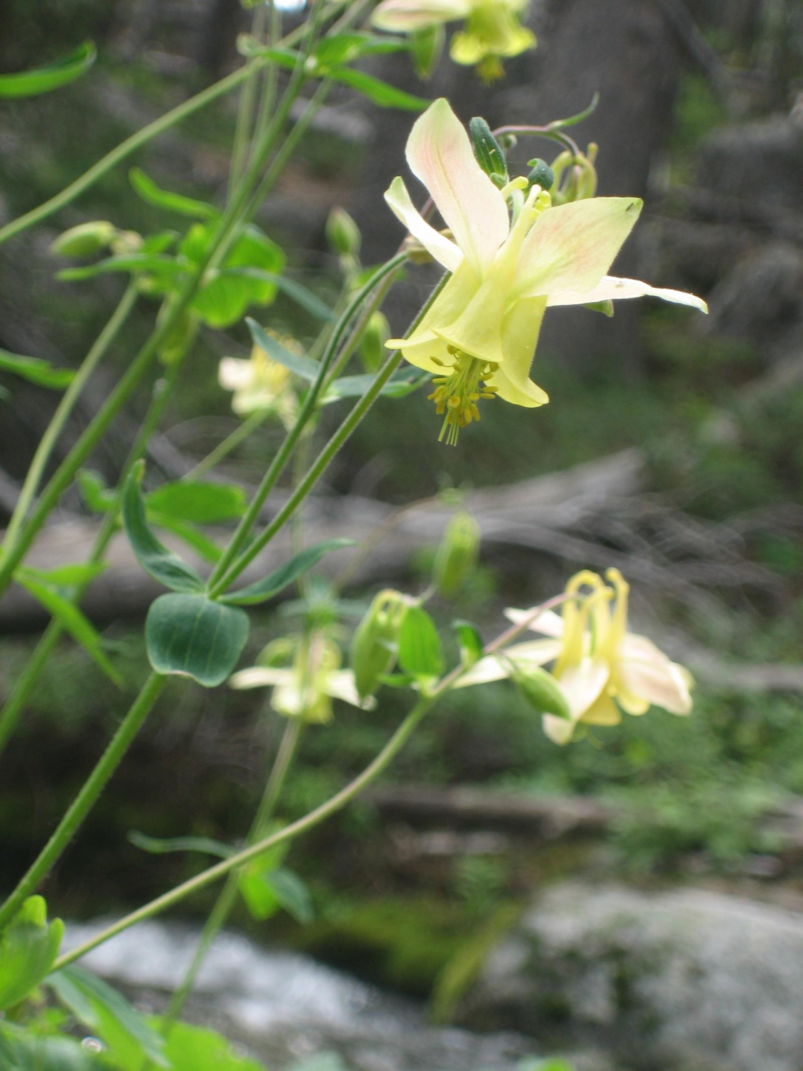 Aquilegia flavescens image