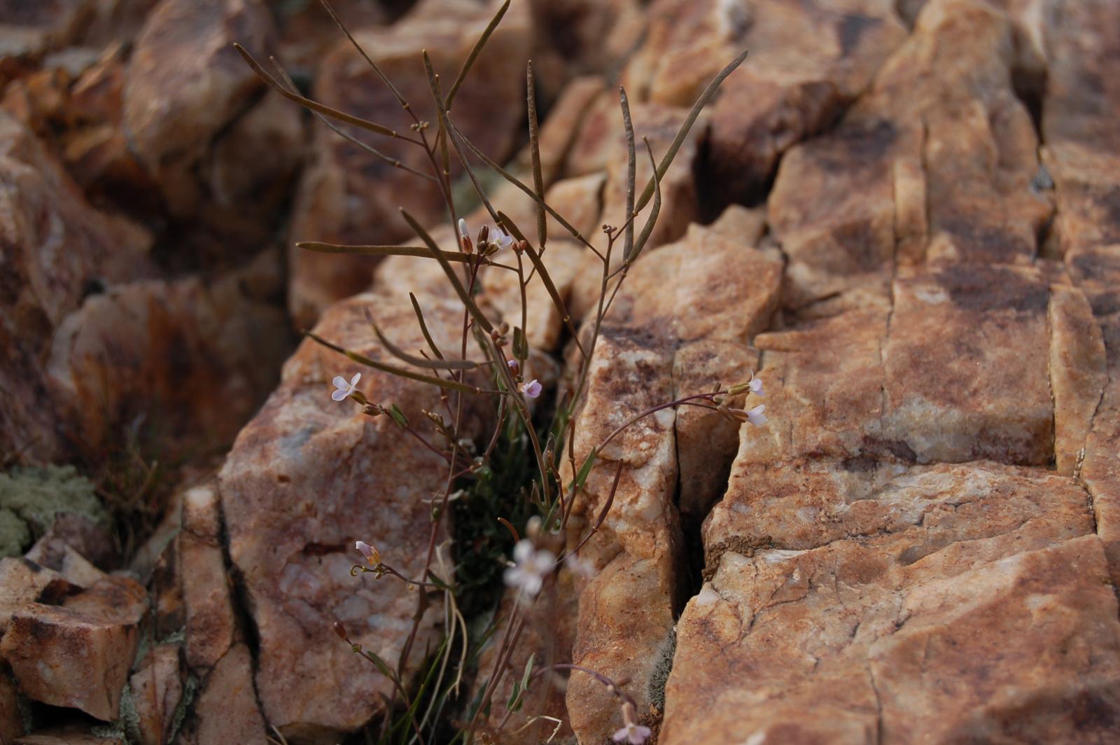 Arabis microphylla image