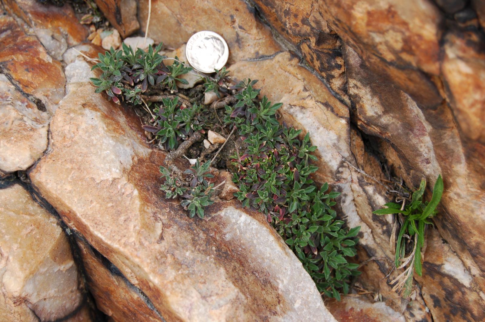 Arabis microphylla image