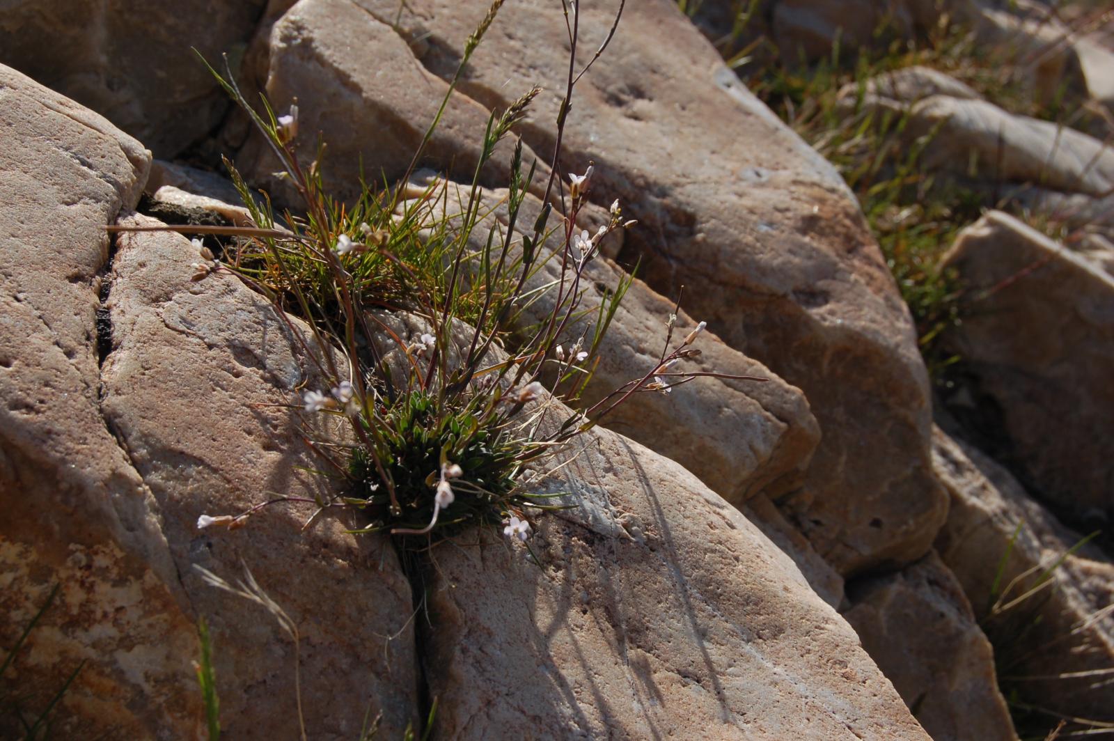 Arabis microphylla image