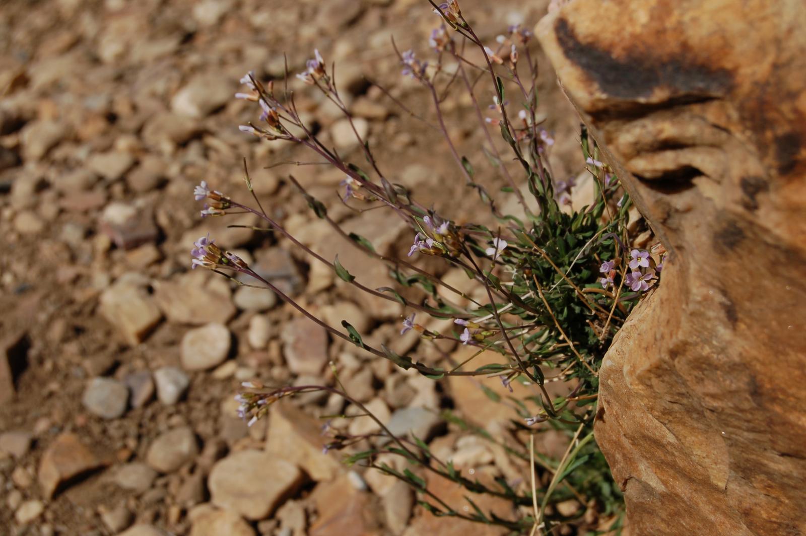 Arabis microphylla image