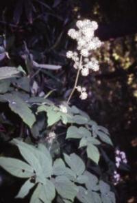 Image of Aralia edulis