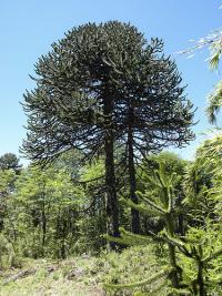 Araucaria imbricata image