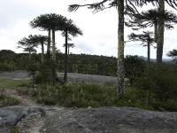 Araucaria imbricata image