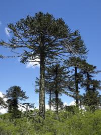 Araucaria imbricata image