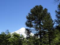 Araucaria imbricata image