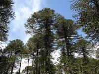 Araucaria imbricata image