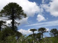 Araucaria imbricata image