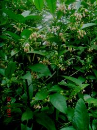 Ardisia crenata image