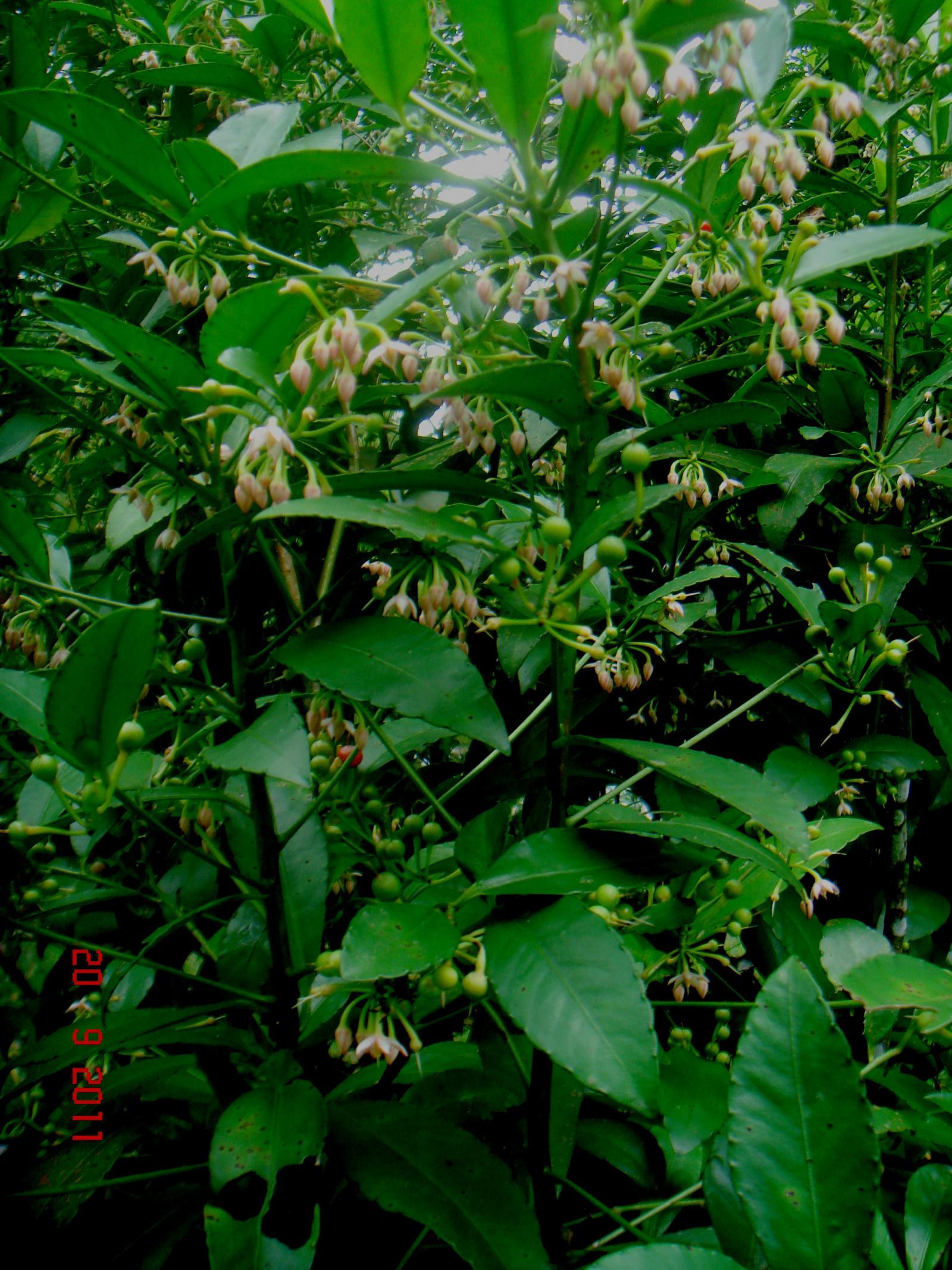 Ardisia crenata image