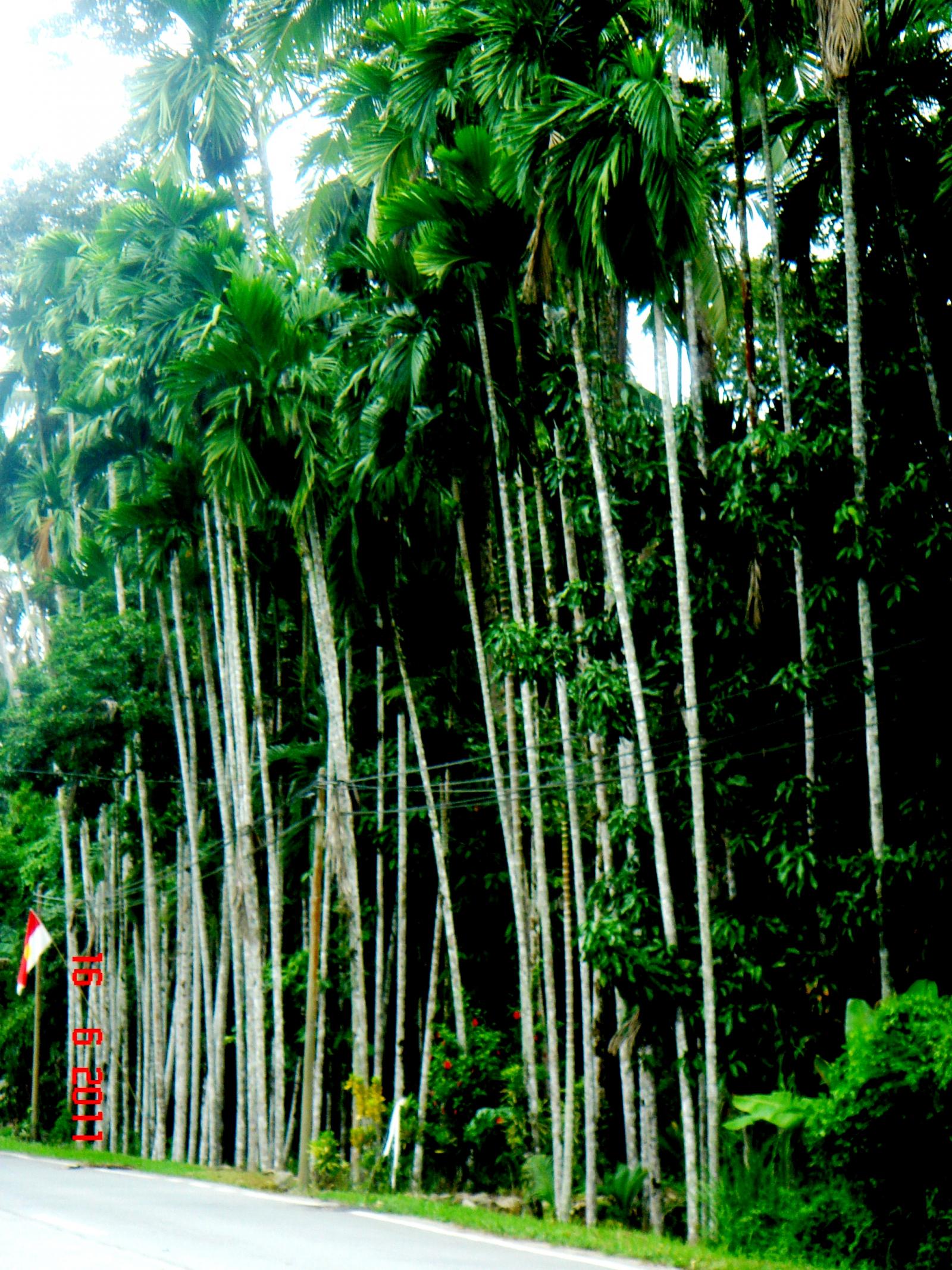 Areca image