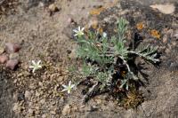Arenaria uliginosa image