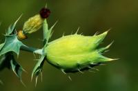 Argemone albiflora image