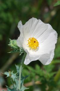 Argemone albiflora image