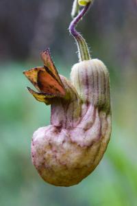Image of Aristolochia californica