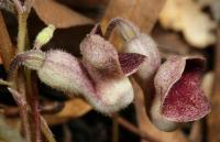 Aristolochia hastata image