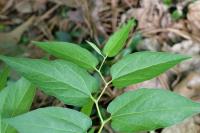 Aristolochia hastata image