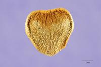 Image of Aristolochia durior