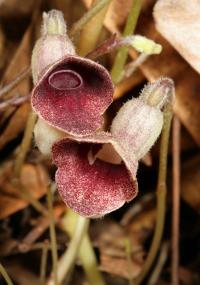 Aristolochia nashii image