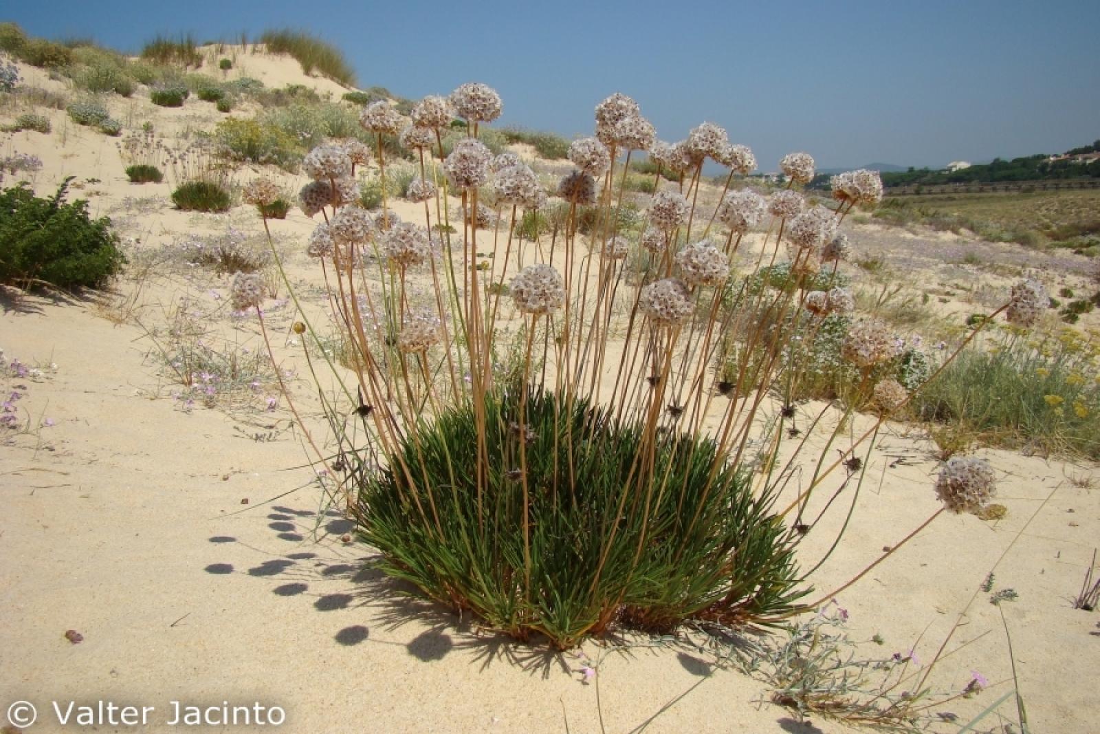 Armeria pungens image