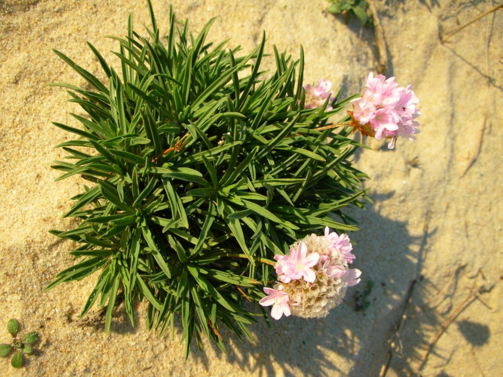 Armeria pungens image