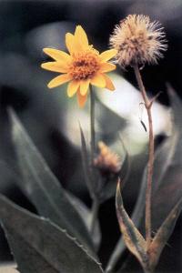 Image of Arnica amplexicaulis