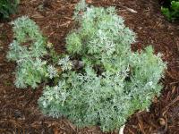 Image of Artemisia australis