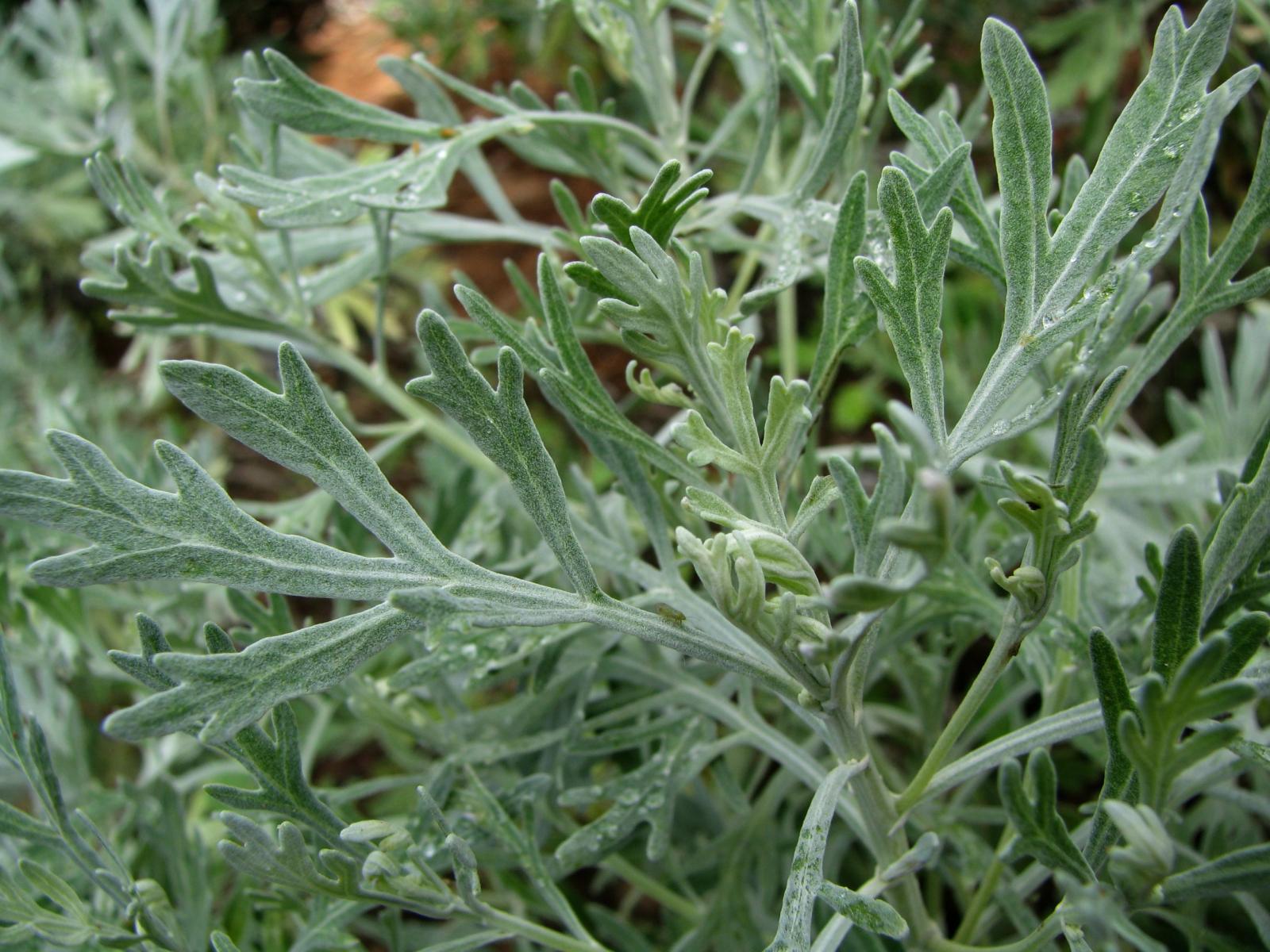 Artemisia australis image
