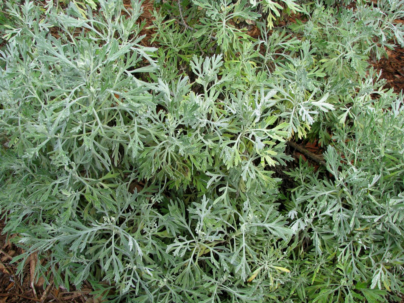 Artemisia australis image