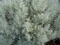 Artemisia mauiensis image