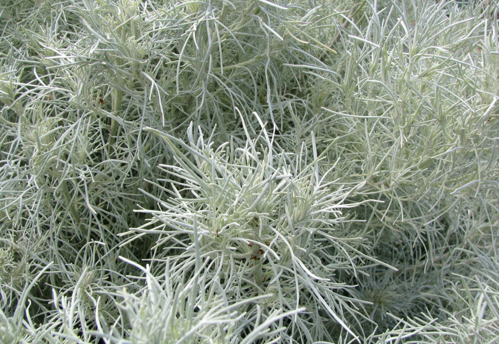 Artemisia mauiensis image