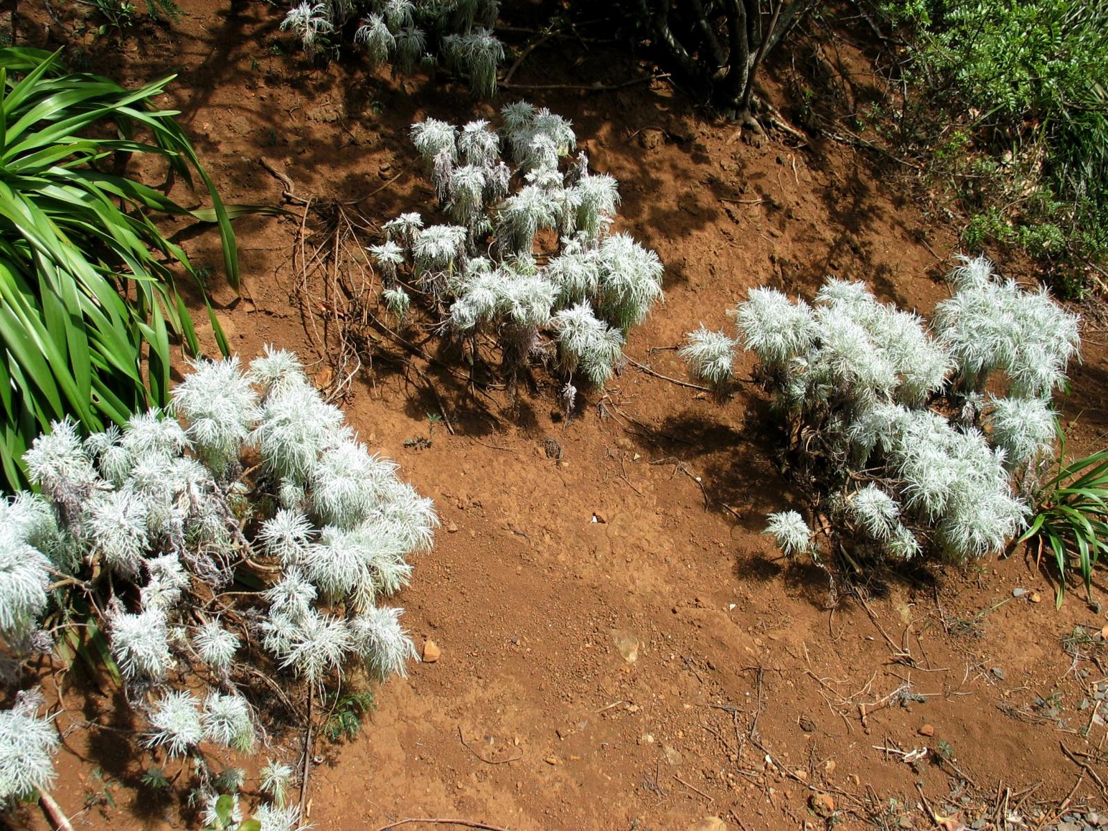 Artemisia mauiensis image