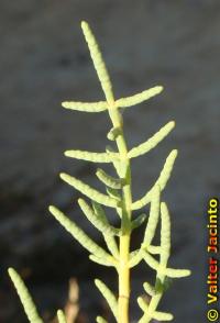 Image of Arthrocnemum fruticosum