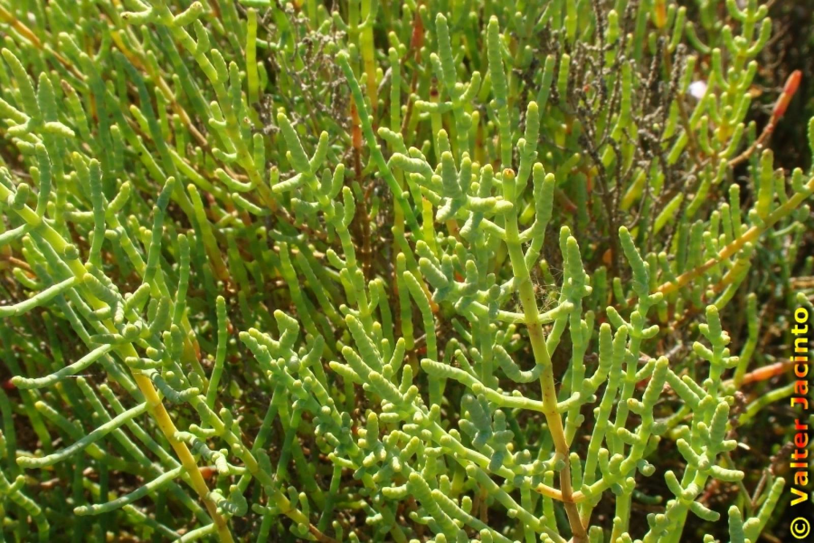 Arthrocnemum fruticosum image