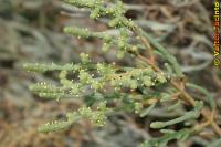 Arthrocnemum fruticosum image