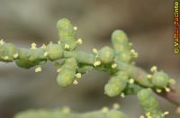 Arthrocnemum fruticosum image