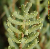 Arthrocnemum fruticosum image