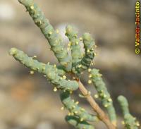 Arthrocnemum fruticosum image