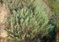 Arthrocnemum fruticosum image