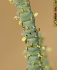 Arthrocnemum fruticosum image