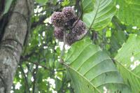 Image of Artocarpus odoratissimus