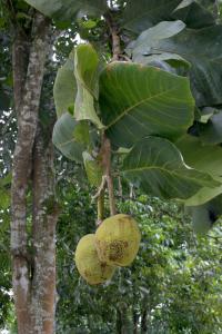 Artocarpus odoratissimus image