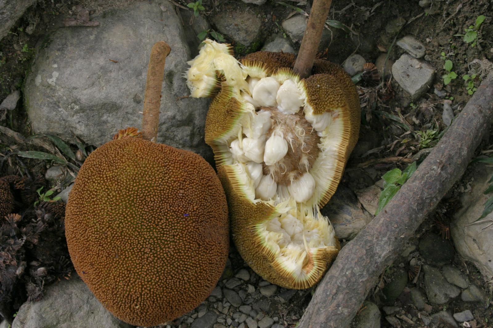 Artocarpus odoratissimus image