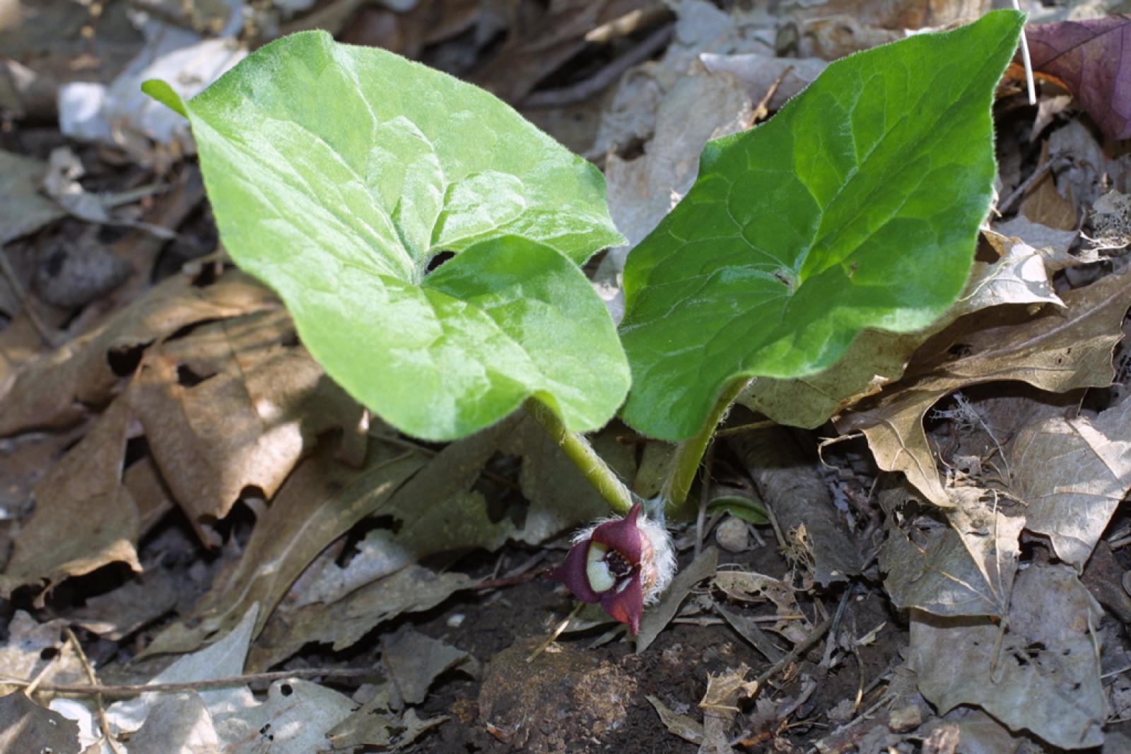 Asarum canadense var. reflexum image