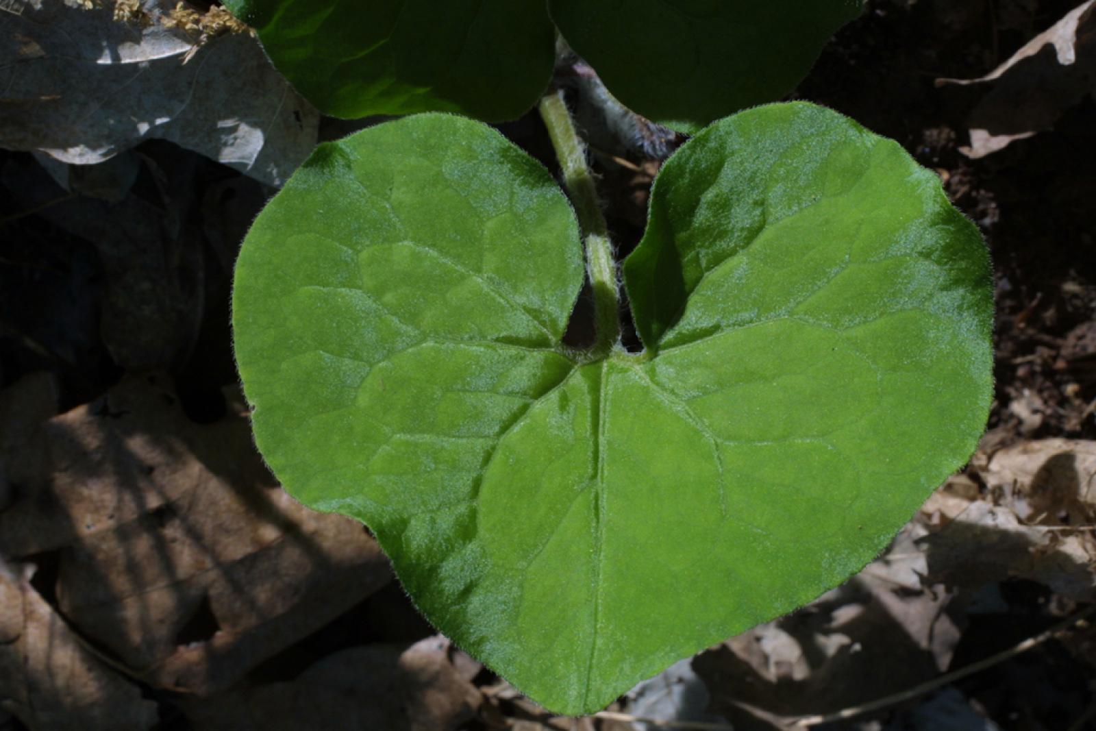 Asarum canadense var. reflexum image